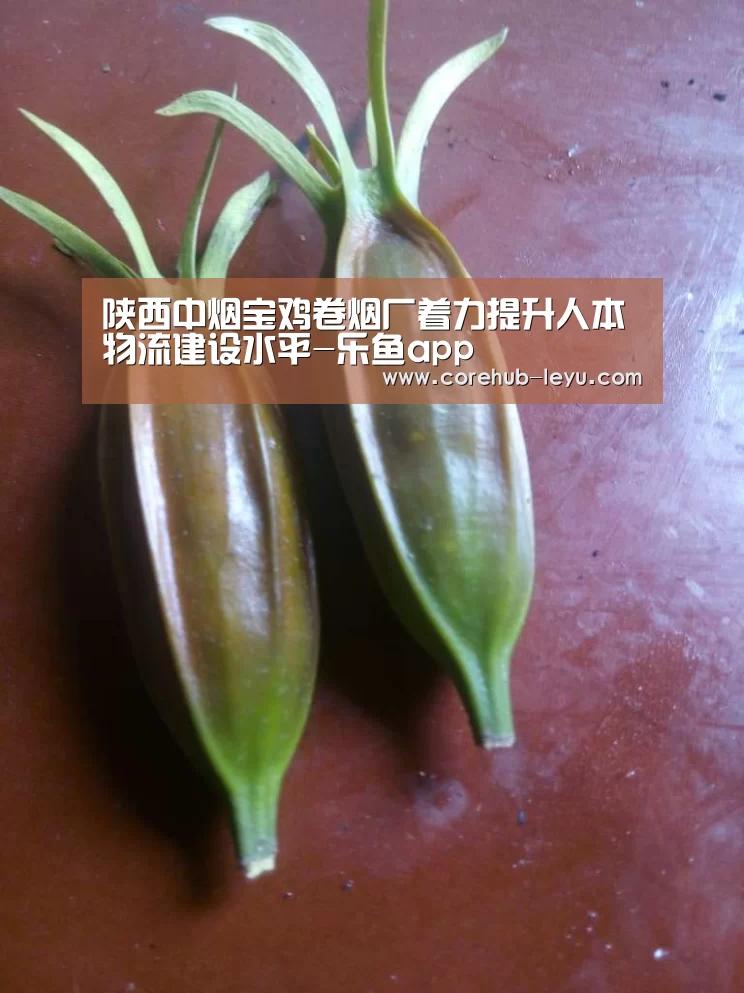 乐鱼网址